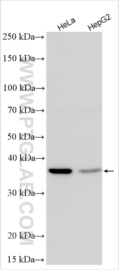 Western Blot (WB) analysis of various lysates using C5orf51 Polyclonal antibody (30107-1-AP)