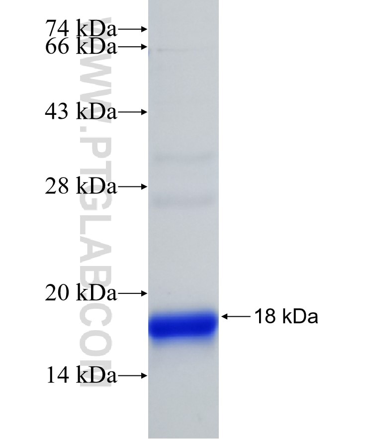 C5orf51 fusion protein Ag32413 SDS-PAGE