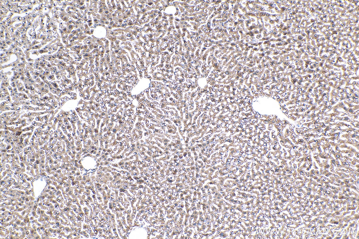 Immunohistochemistry (IHC) staining of mouse liver tissue using C6 Polyclonal antibody (17239-1-AP)