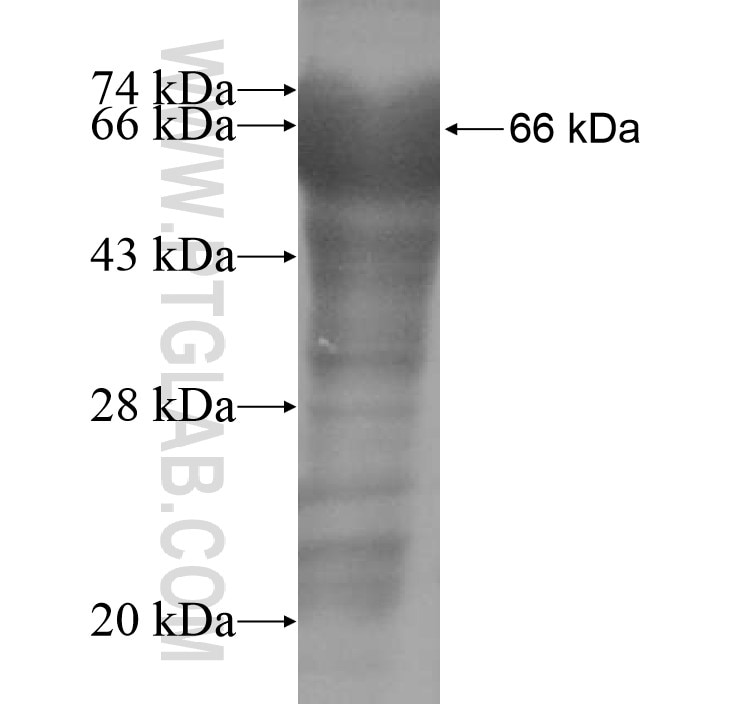 C6 fusion protein Ag11083 SDS-PAGE