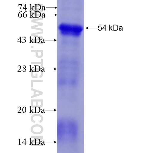 C6 fusion protein Ag11107 SDS-PAGE