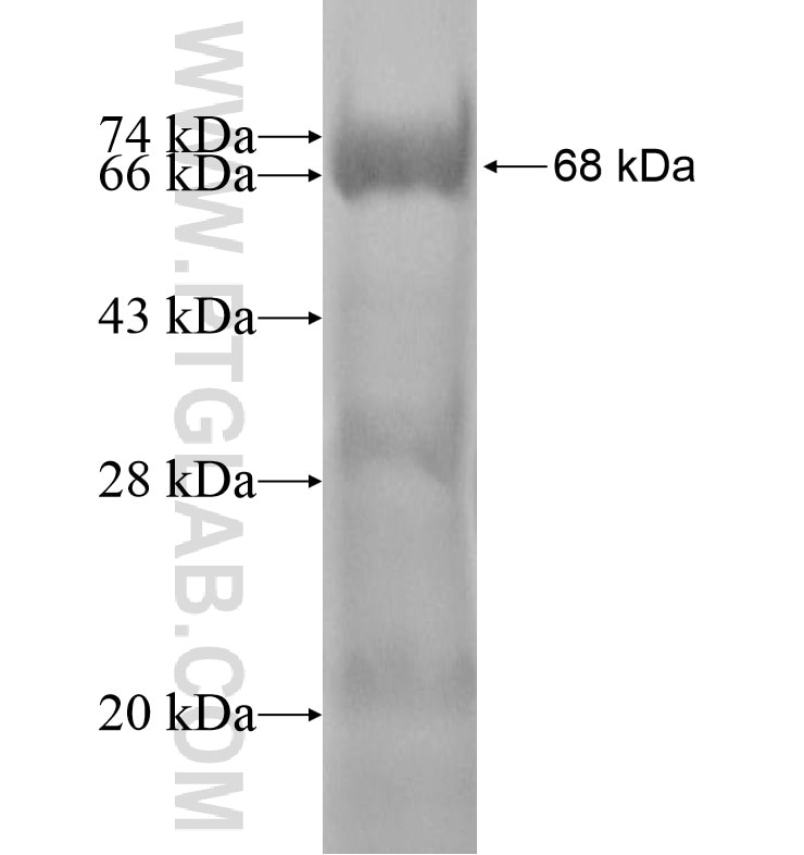 C6orf10 fusion protein Ag16194 SDS-PAGE