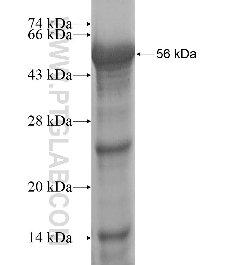 C6orf10 fusion protein Ag17255 SDS-PAGE