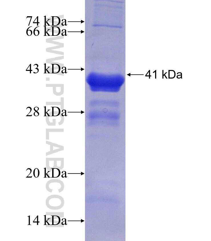 C6orf106 fusion protein Ag30012 SDS-PAGE