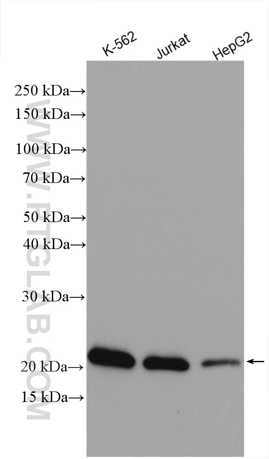 Western Blot (WB) analysis of various lysates using C6orf108 Polyclonal antibody (25596-1-AP)