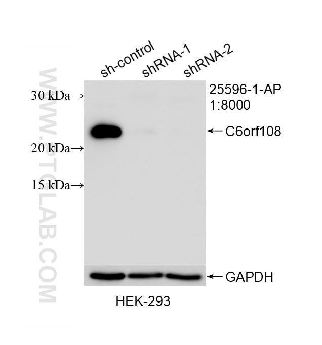 Western Blot (WB) analysis of HEK-293 cells using C6orf108 Polyclonal antibody (25596-1-AP)