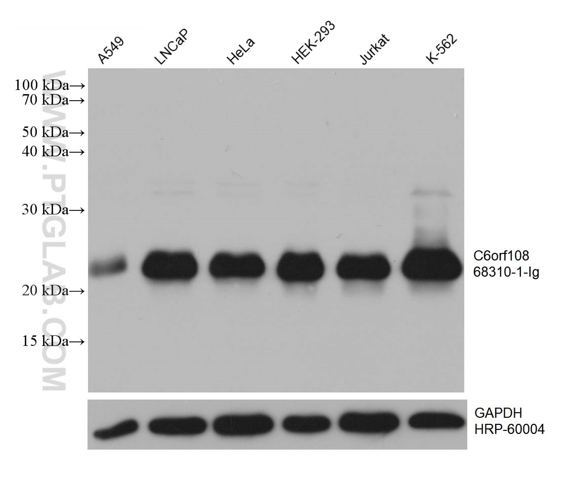 Western Blot (WB) analysis of various lysates using C6orf108 Monoclonal antibody (68310-1-Ig)