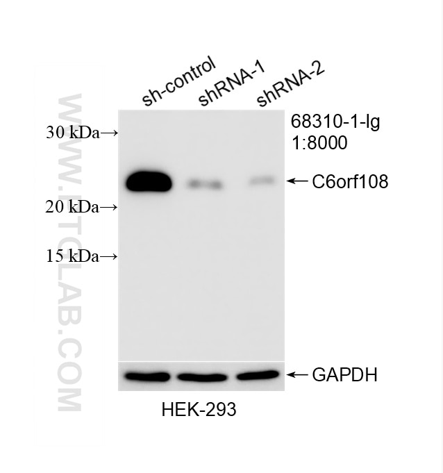 Western Blot (WB) analysis of HEK-293 cells using C6orf108 Monoclonal antibody (68310-1-Ig)