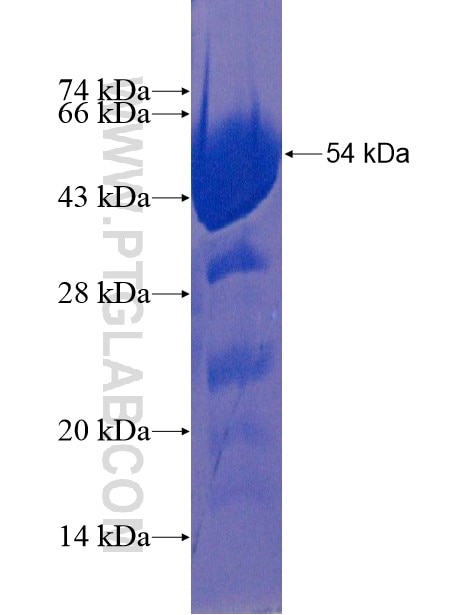 C6orf108 fusion protein Ag22336 SDS-PAGE