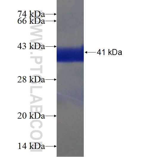 C6orf125 fusion protein Ag22710 SDS-PAGE