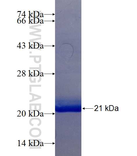 C6orf125 fusion protein Ag22787 SDS-PAGE