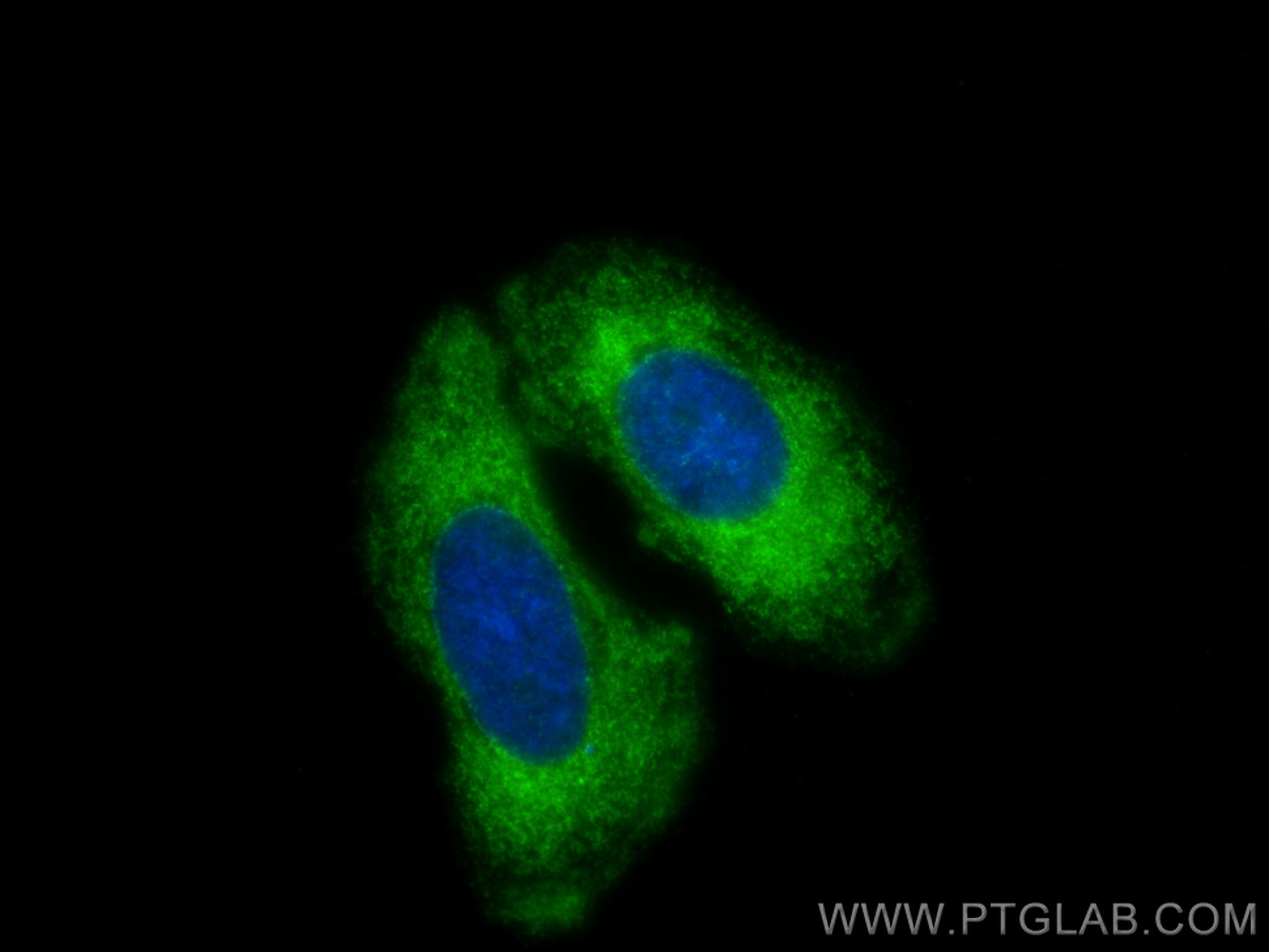 Immunofluorescence (IF) / fluorescent staining of PC-3 cells using C6orf130 Polyclonal antibody (25249-1-AP)