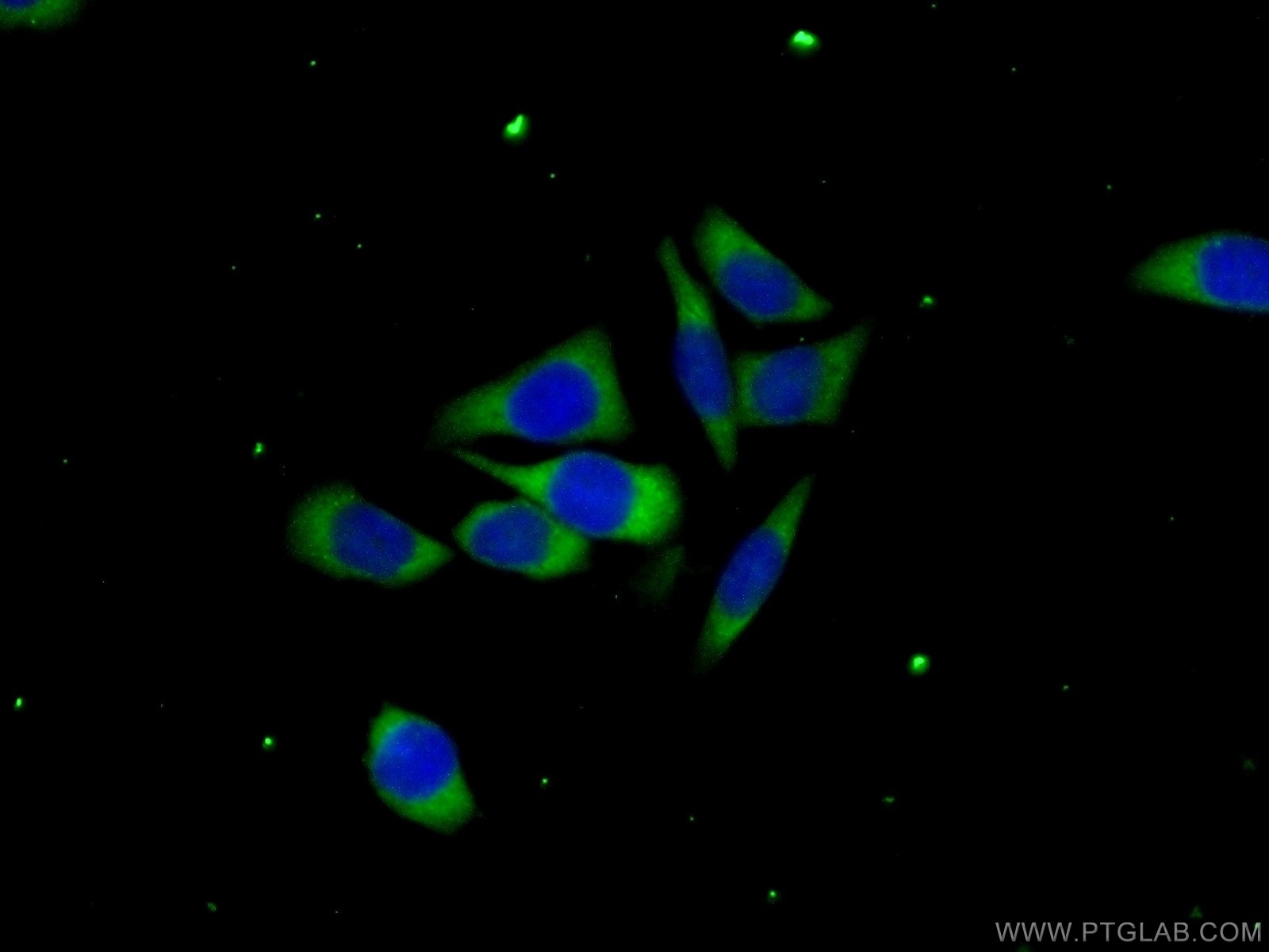 Immunofluorescence (IF) / fluorescent staining of PC-3 cells using C6orf130 Polyclonal antibody (25249-1-AP)