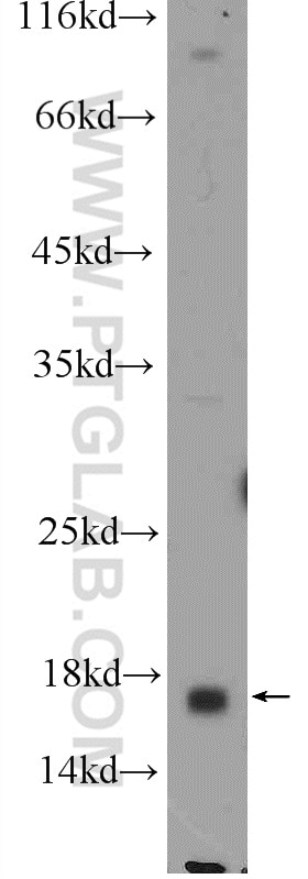 Western Blot (WB) analysis of PC-3 cells using C6orf130 Polyclonal antibody (25249-1-AP)