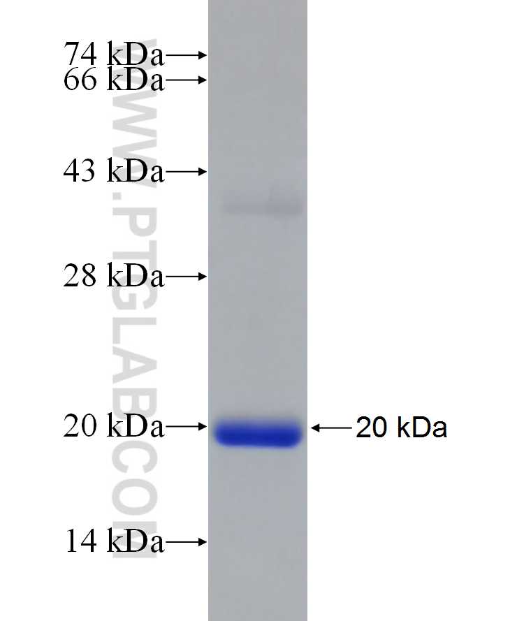 C6orf130 fusion protein Ag19382 SDS-PAGE