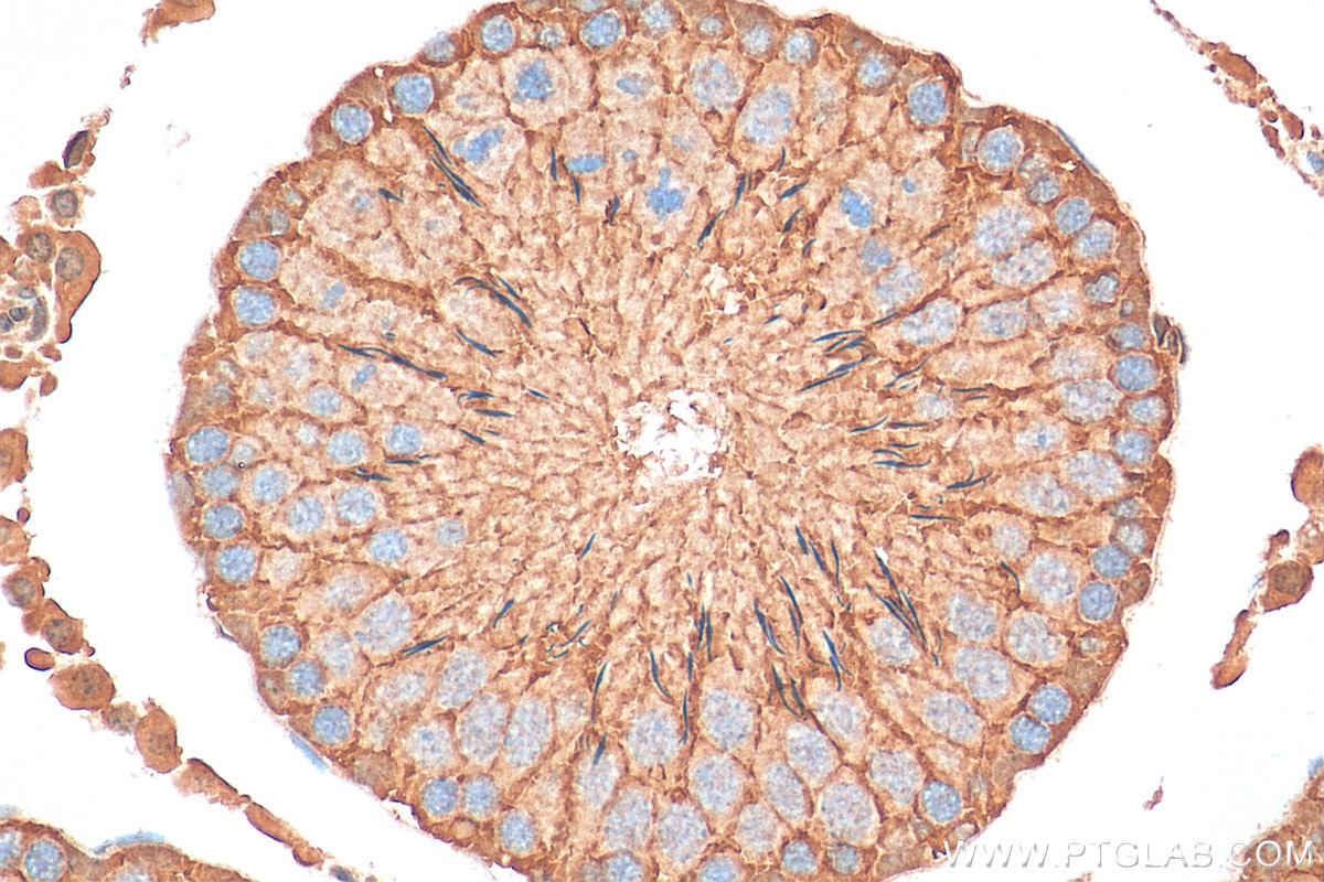 Immunohistochemistry (IHC) staining of rat testis tissue using C6orf134 Polyclonal antibody (28828-1-AP)