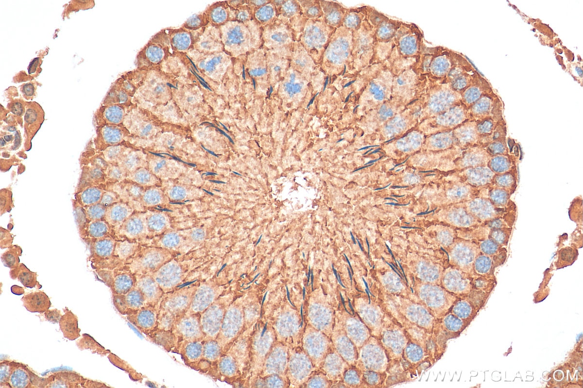 IHC staining of rat testis using 28828-1-AP