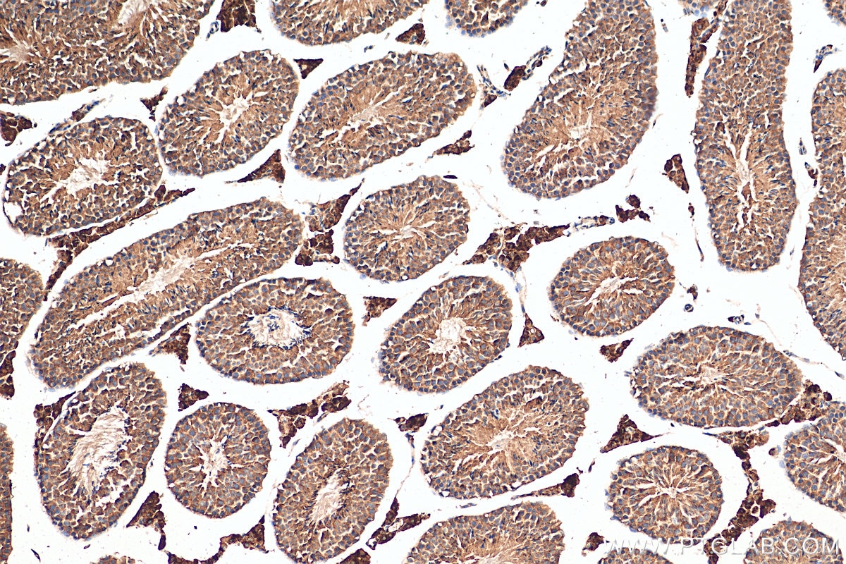 Immunohistochemistry (IHC) staining of mouse testis tissue using C6orf134 Polyclonal antibody (28828-1-AP)
