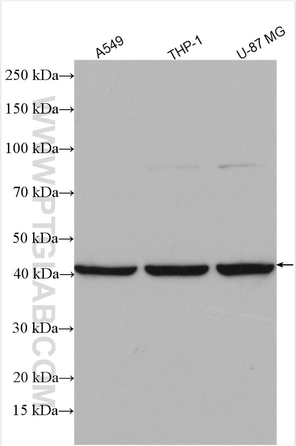 Western Blot (WB) analysis of various lysates using ATAT1 Polyclonal antibody (28828-1-AP)