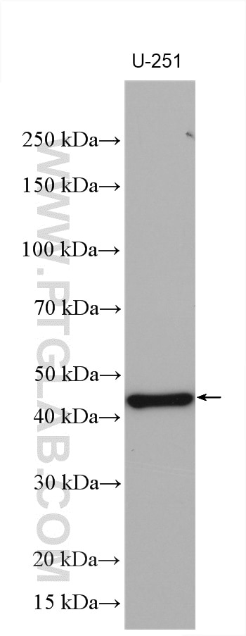 Western Blot (WB) analysis of various lysates using C6orf134 Polyclonal antibody (28828-1-AP)