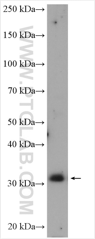 Western Blot (WB) analysis of A431 cells using C6orf141 Polyclonal antibody (24355-1-AP)