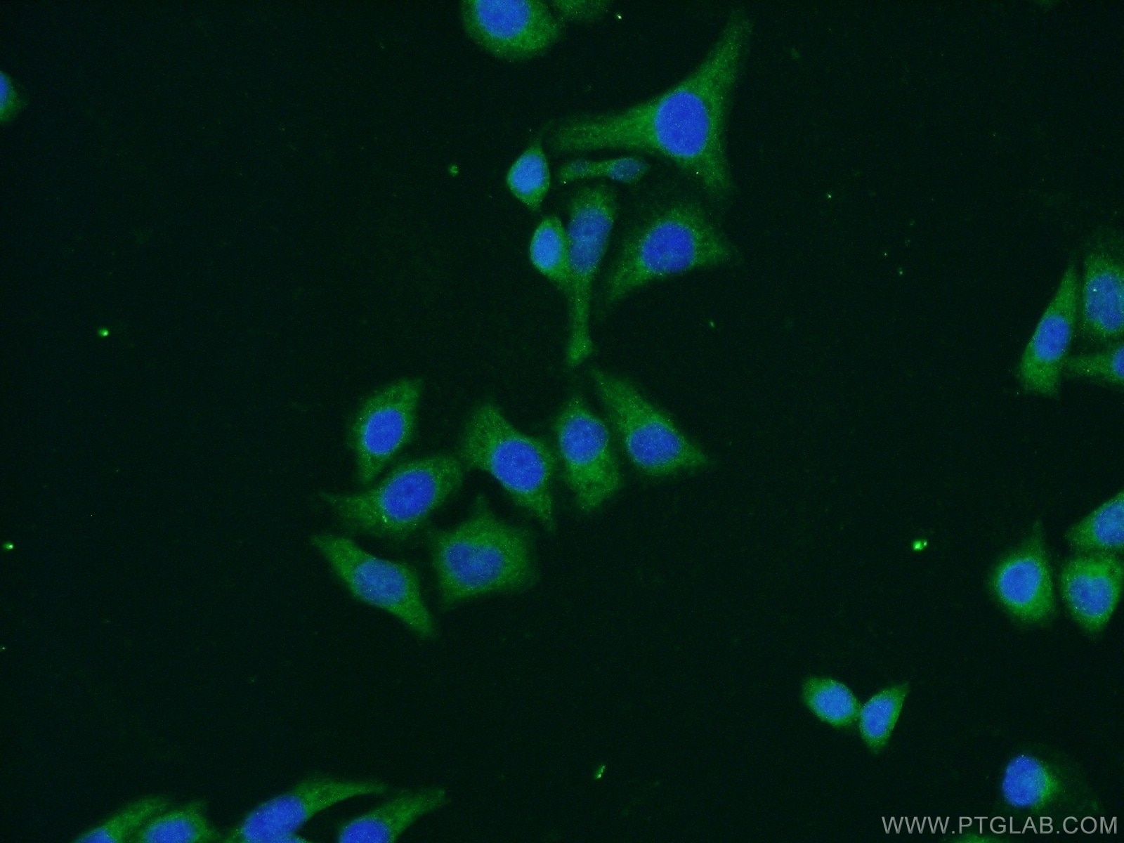 Immunofluorescence (IF) / fluorescent staining of PC-3 cells using C6orf15 Polyclonal antibody (24953-1-AP)