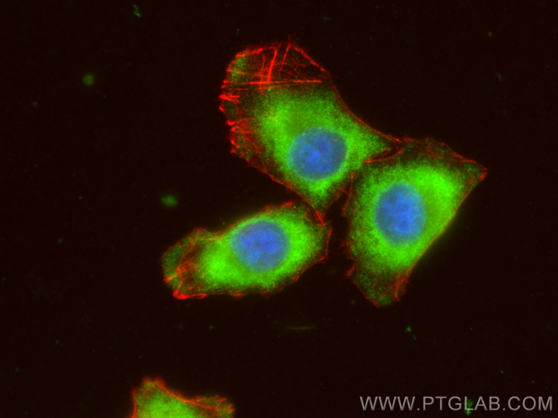Immunofluorescence (IF) / fluorescent staining of A375 cells using C6orf15 Polyclonal antibody (24953-1-AP)