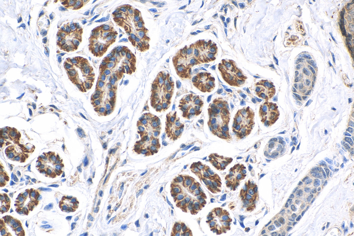 Immunohistochemistry (IHC) staining of mouse skin tissue using C6orf15 Polyclonal antibody (24953-1-AP)