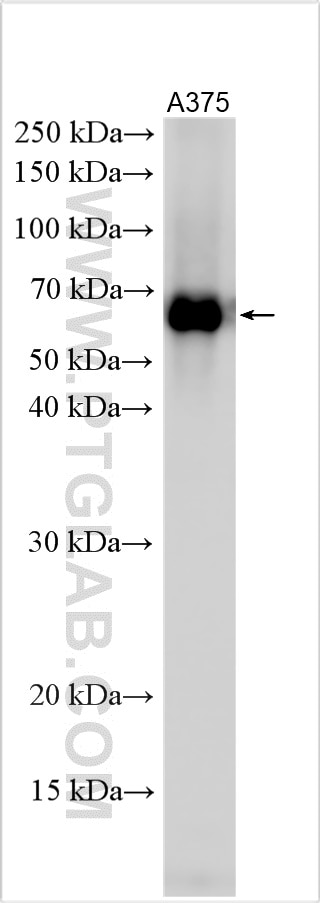 Western Blot (WB) analysis of various lysates using C6orf15 Polyclonal antibody (24953-1-AP)