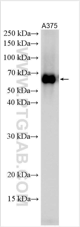 Western Blot (WB) analysis of various lysates using C6orf15 Polyclonal antibody (24953-1-AP)