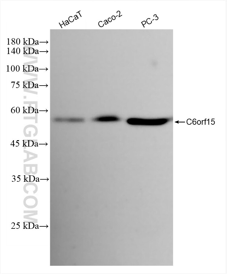 Western Blot (WB) analysis of various lysates using C6orf15 Recombinant antibody (85830-1-RR)