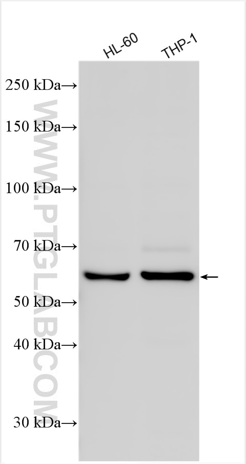 Western Blot (WB) analysis of various lysates using cGAS Polyclonal antibody (26416-1-AP)
