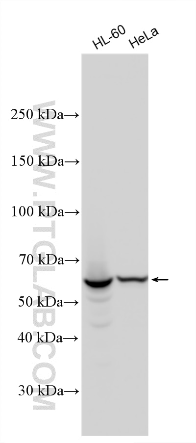 Western Blot (WB) analysis of various lysates using cGAS Polyclonal antibody (26416-1-AP)