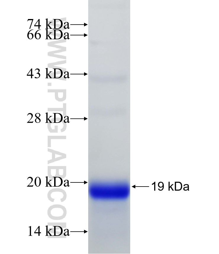 C6orf150 fusion protein Ag30074 SDS-PAGE