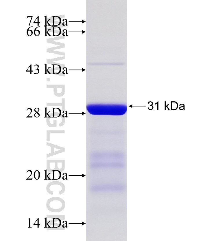 C6orf150 fusion protein Ag33313 SDS-PAGE