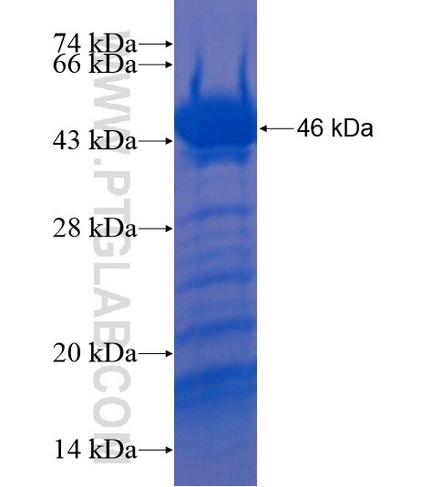 C6orf153 fusion protein Ag22014 SDS-PAGE