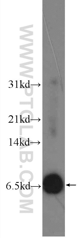 Western Blot (WB) analysis of L02 cells using C6orf173 Polyclonal antibody (24509-1-AP)
