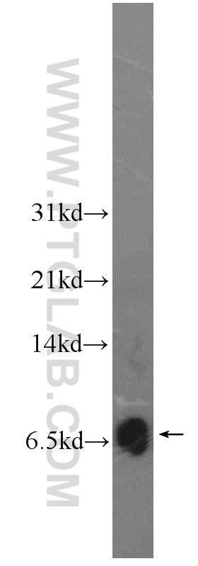 Western Blot (WB) analysis of A549 cells using C6orf173 Polyclonal antibody (24509-1-AP)