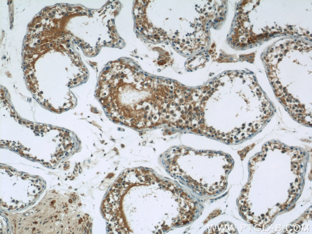 Immunohistochemistry (IHC) staining of human testis tissue using CEP85L Polyclonal antibody (24588-1-AP)