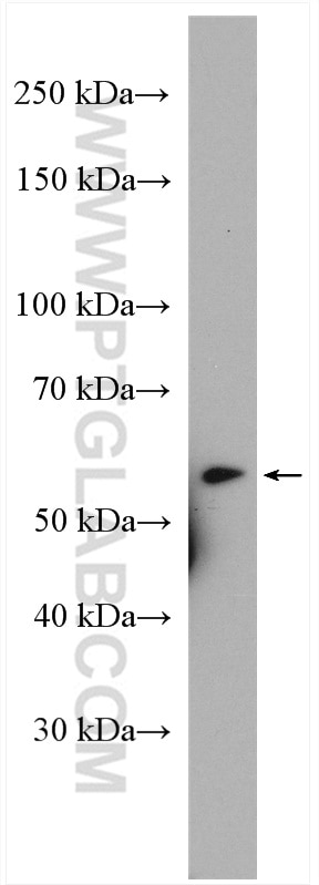 Western Blot (WB) analysis of K-562 cells using CEP85L Polyclonal antibody (24588-1-AP)