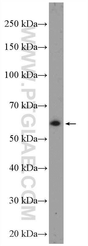 Western Blot (WB) analysis of PC-13 cells using CEP85L Polyclonal antibody (24588-1-AP)