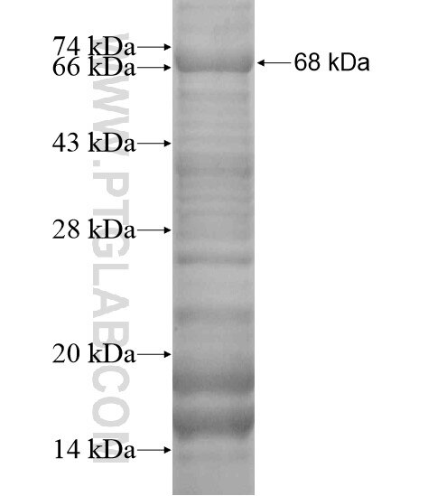 C6orf204 fusion protein Ag20187 SDS-PAGE