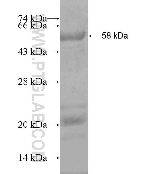C6orf204 fusion protein Ag20235 SDS-PAGE