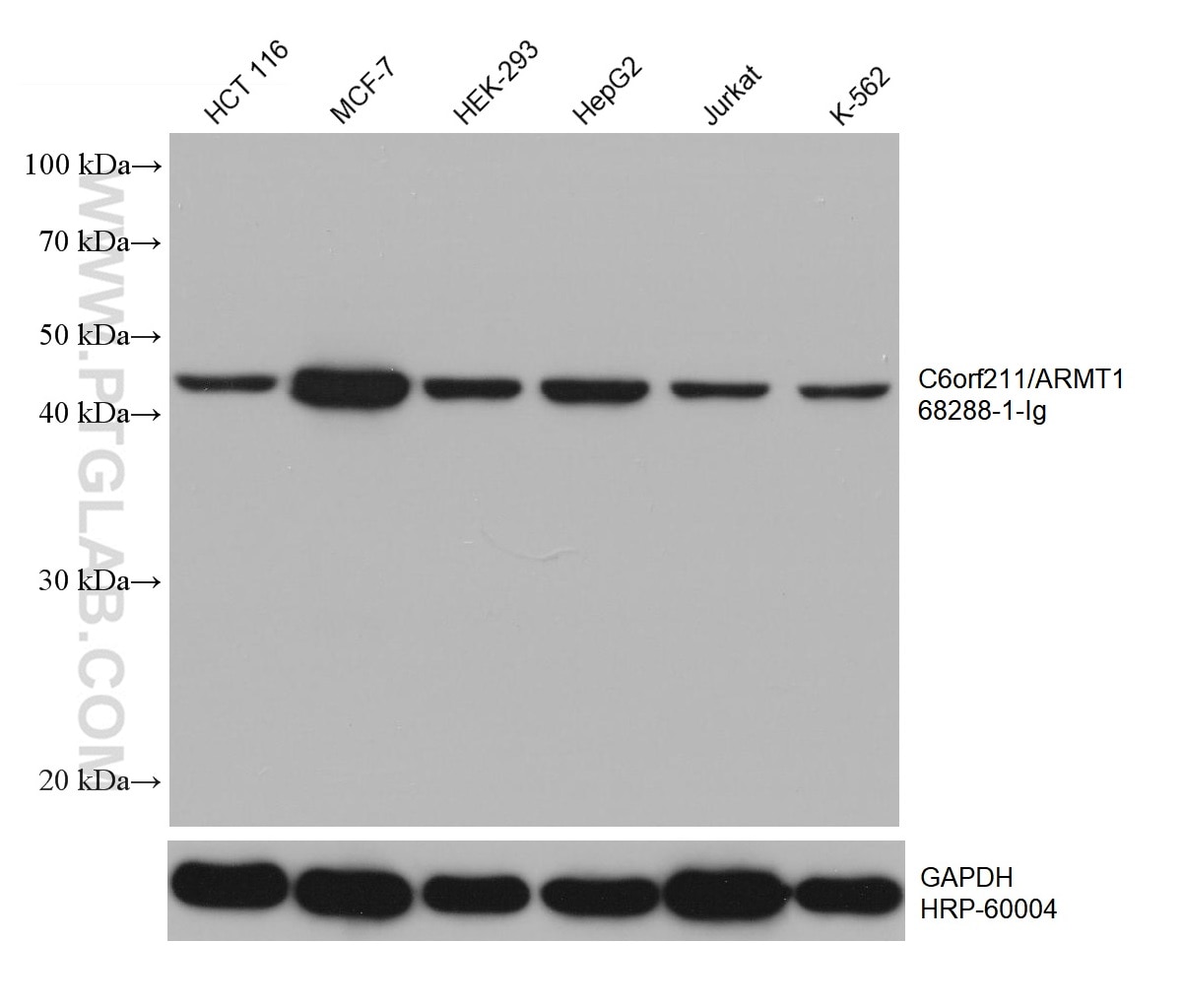 Western Blot (WB) analysis of various lysates using C6orf211/ARMT1 Monoclonal antibody (68288-1-Ig)