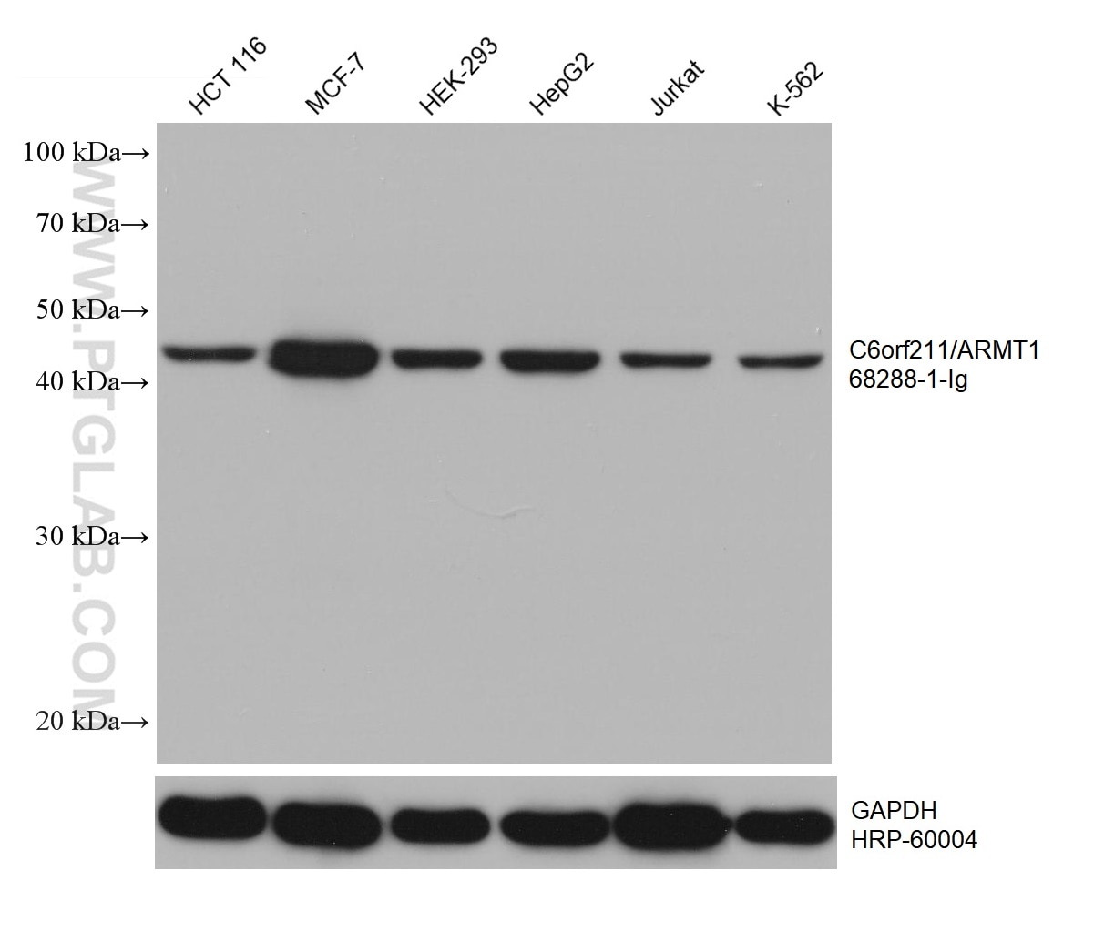 WB analysis using 68288-1-Ig