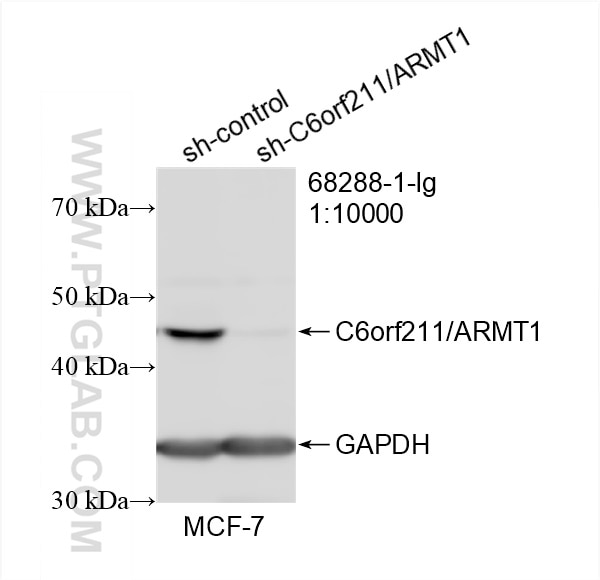 Western Blot (WB) analysis of MCF-7 cells using C6orf211/ARMT1 Monoclonal antibody (68288-1-Ig)