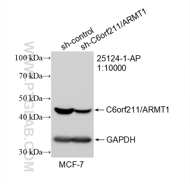 Western Blot (WB) analysis of MCF-7 cells using C6orf211/ARMT1 Polyclonal antibody (25124-1-AP)