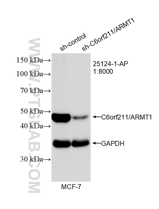 Western Blot (WB) analysis of MCF-7 cells using C6orf211/ARMT1 Polyclonal antibody (25124-1-AP)