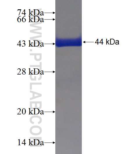 C6orf211 fusion protein Ag19146 SDS-PAGE