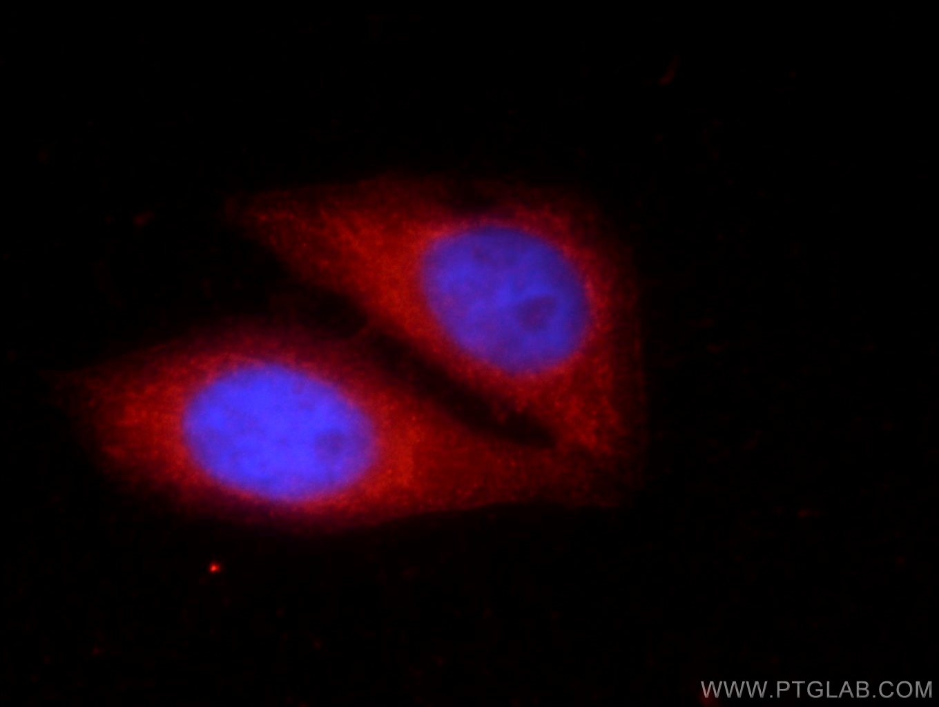 Immunofluorescence (IF) / fluorescent staining of HepG2 cells using KHDC3L Polyclonal antibody (24989-1-AP)